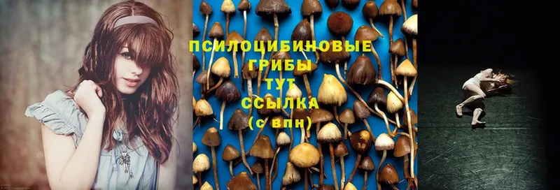 Галлюциногенные грибы MAGIC MUSHROOMS Лесной